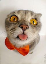 src/1456090048234.jpg: 160x221, 7 kb