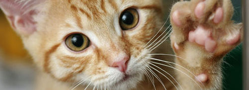 src/1438180020658.jpg: 550x200, 39 kb