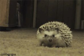 src/1327632386109.gif: 295x197, 472 kb