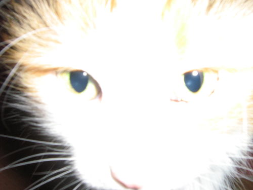 src/1332970524857.jpg: 2272x1704, 412 kb