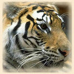src/1334579964797.jpg: 150x150, 9 kb