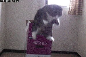 src/1369091945207.gif: 299x198, 577 kb