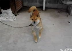 src/1377631345382.gif: 250x176, 821 kb