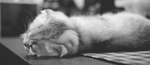 src/1379284803520.gif: 500x217, 948 kb
