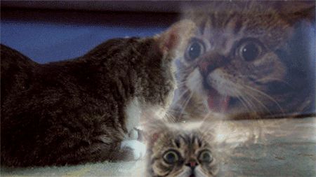 src/1380765681282.gif: 450x253, 804 kb