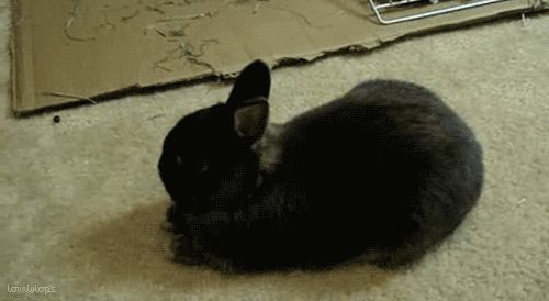 src/1393218232178.gif: 500x274, 990 kb
