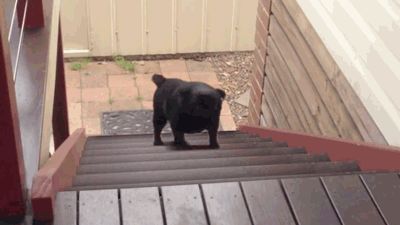 src/1415474725585.gif: 400x225, 874 kb