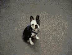 src/1419299438634.gif: 232x178, 498 kb