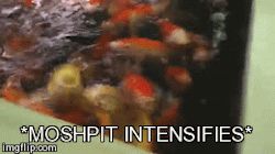 src/1419307969585.gif: 250x140, 809 kb