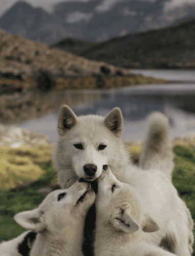src/1425797755514.gif: 499x653, 998 kb