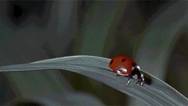 src/1445096241371.gif: 381x216, 811 kb